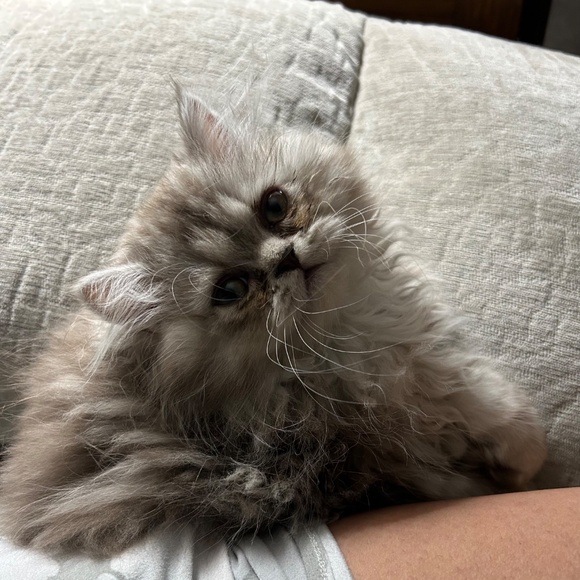 Meet your Posher, Laura - Picture 2 of 2